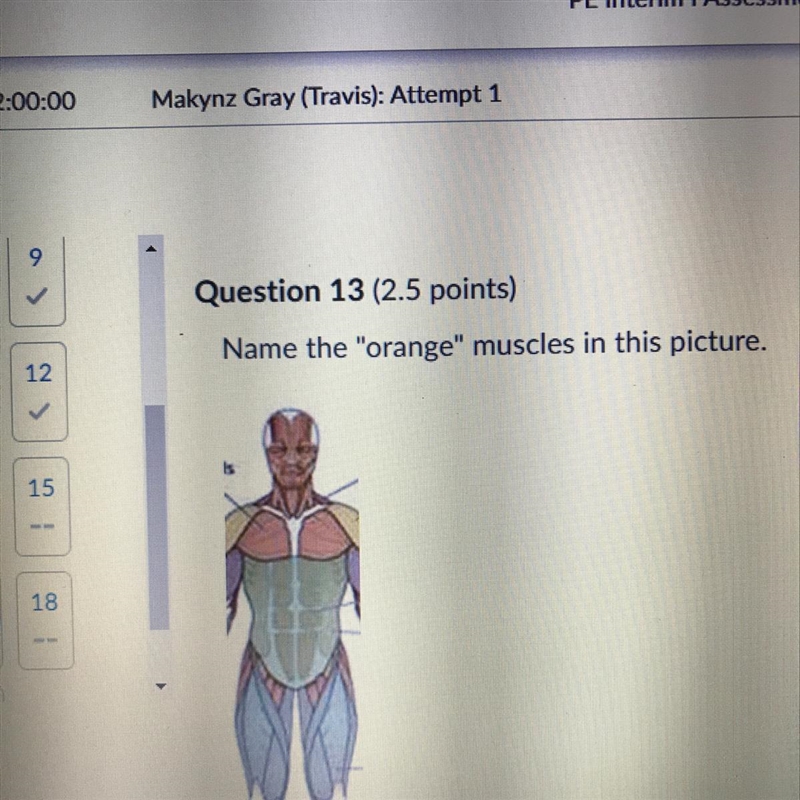 Name the "orange" muscles in this picture.-example-1