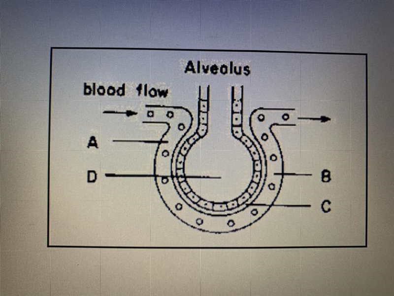 1. What type of blood vessel shown in the diagram is : A) an artery. B) A capillary-example-1