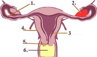 Identify structure number 2. ovary fallopian tube endometrium cervix-example-1