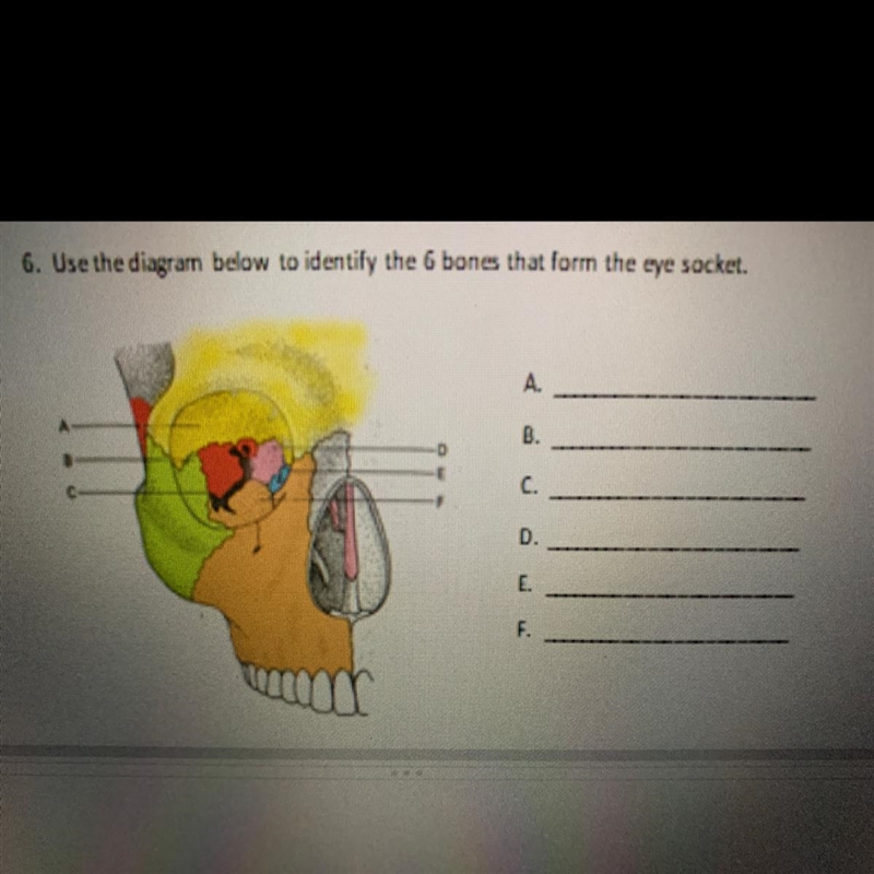 6. Use the diagram to identify the bones that form the eye socket.-example-1