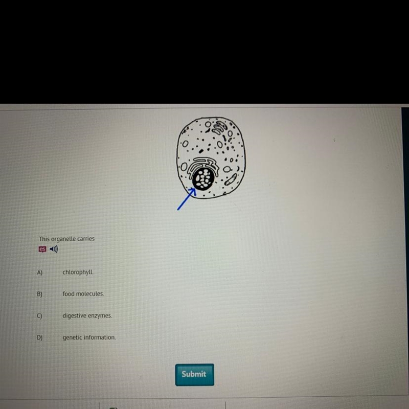 This organelle carries a) chlorophyll b) food molecules c) digestive enzymes d) genetic-example-1