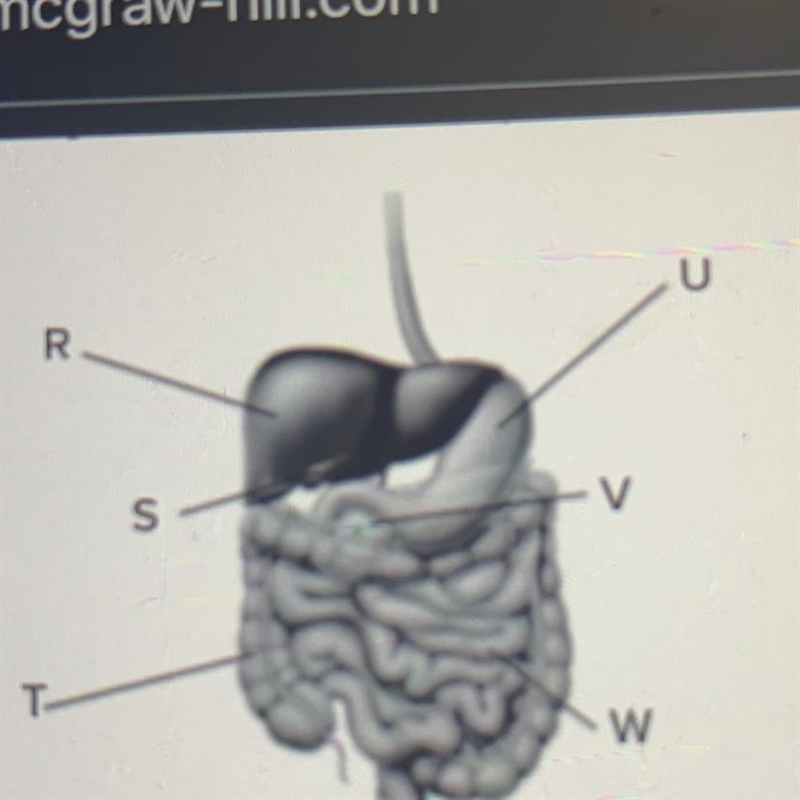 2. Which letter represents the organ that delivers enzymes to the small intestine-example-1