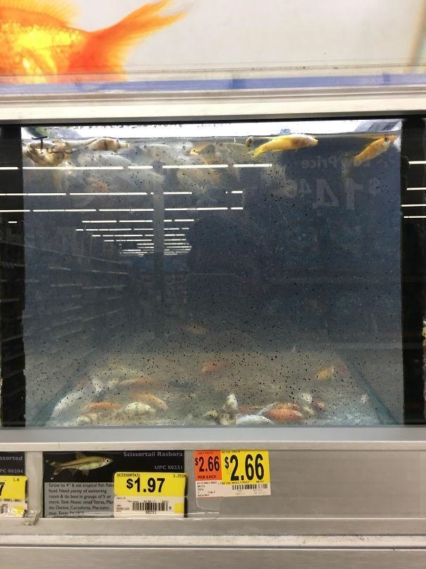 just took this pic Walmart should stop selling fish look at this :( they dead they-example-1