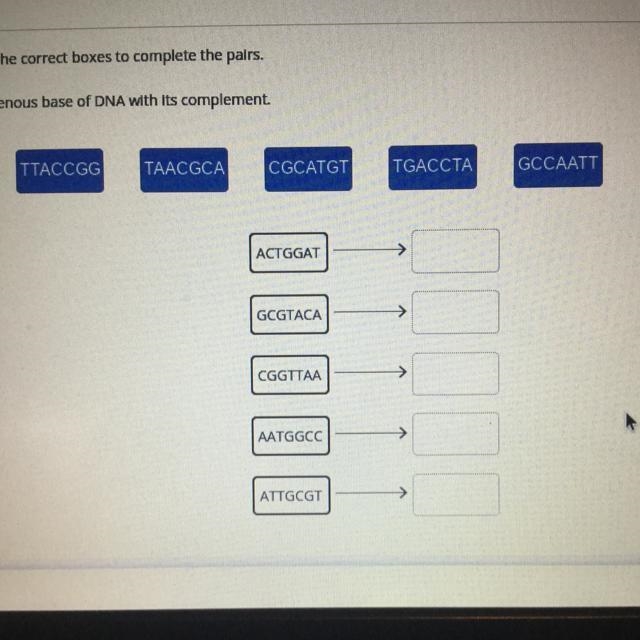 Match the nitrogenous base of DNA with its complement.-example-1