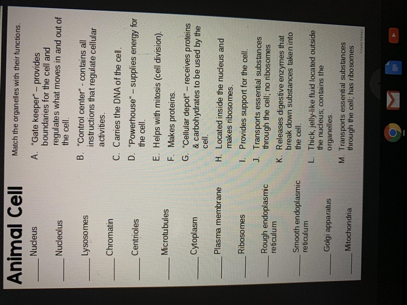 Match the organelle to its correct function .-example-1