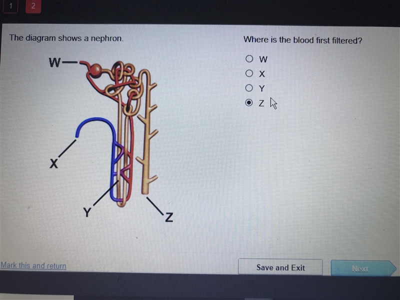 Where is the blood first filtered in the nephron (The answer I put is not correct-example-1