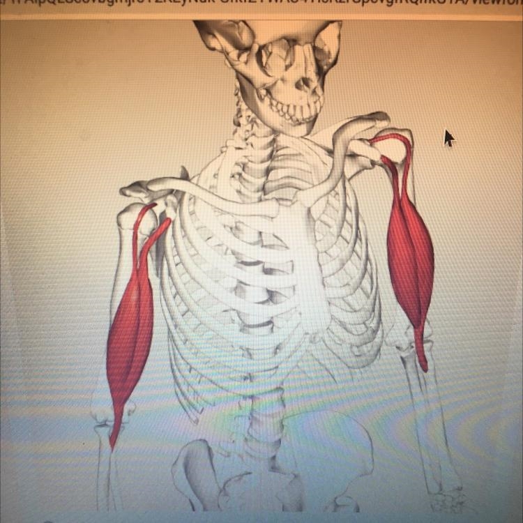 What muscle is highlighted in Red?-example-1