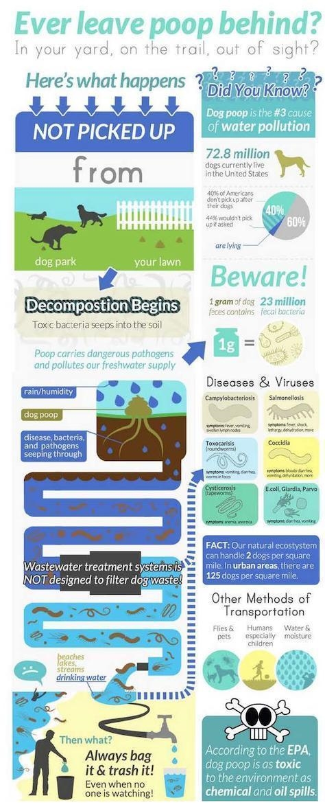 HELP ASAP URGENT PLEASSEEE View the infographic below. Why is it important for dog-example-1