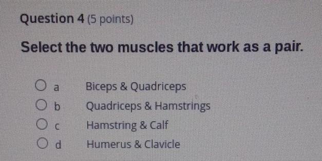 Helpp what two muscles work as a pair? answer asapp!?​-example-1