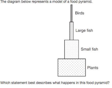 Which statement describes what happens in this food pyrimid?-example-1