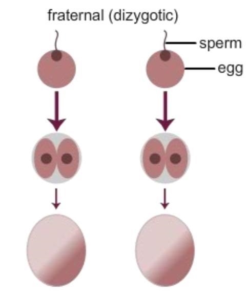 The diagram shows how fraternal twins (nonidentical twins) form. A pregnancy test-example-1