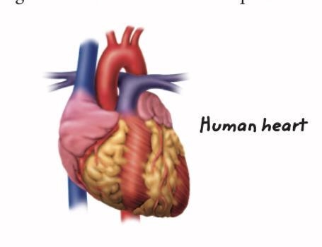 How does this level of organization relate to cells? To organ systems?-example-1