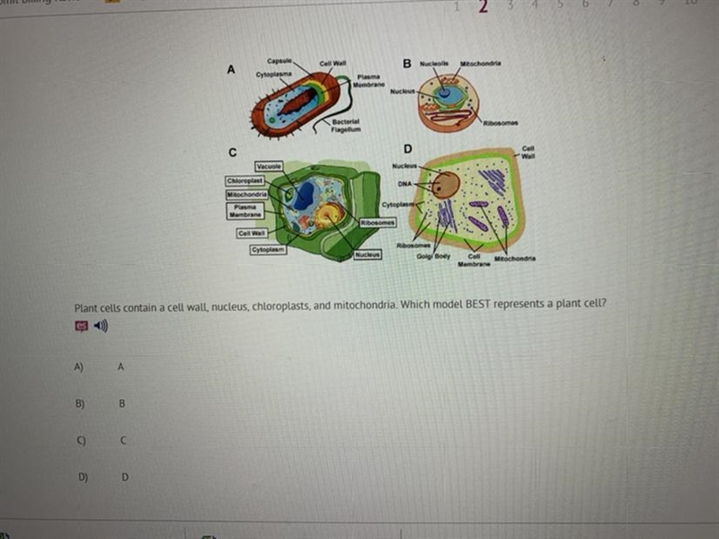 Plant cells contain a cell wall, nucleus, chloroplasts, and mitochondria. Which model-example-1