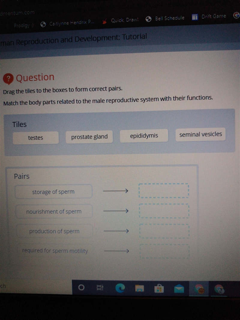 Match the body parts related to the male reproductive system with their functions-example-1