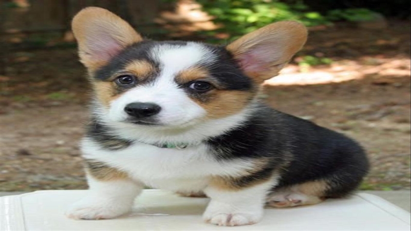 What is y'all favorite dog Imma have to say mine is a Pembroke Welsh Corgi-example-1