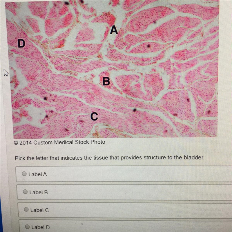 Someone Help me please-example-1