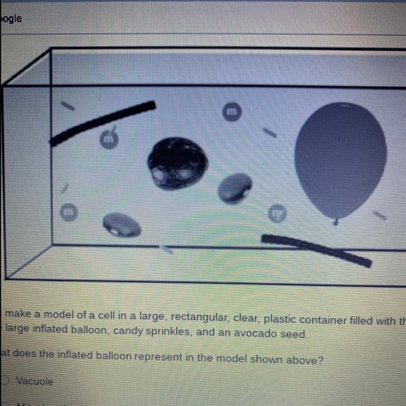 You make a model of a cell in a large, rectangular, clear, plastic container filled-example-1