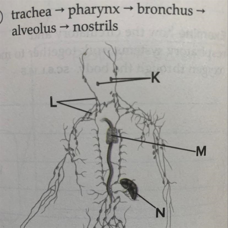 Which letters in the diagram above indicate the organs where lymphocytes are produced-example-1