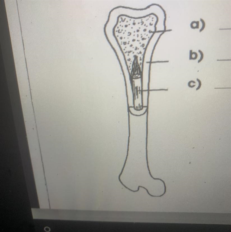 2. Here is a picture of a bone. It shows each of the three layers that we have learned-example-1