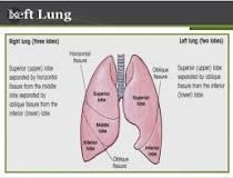 What are the lobes of the lungs? O walls of tissue that separate parts of the lungs-example-1