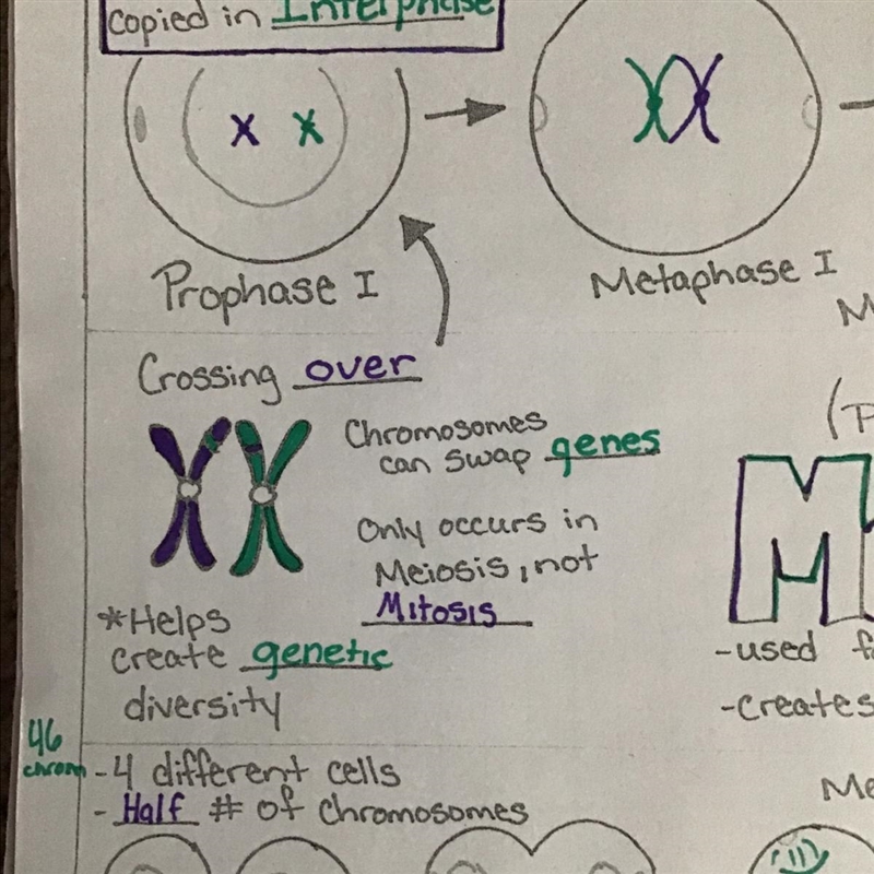 1. "Crossing over" during meiosis produces chromosomal abnormalities too-example-1