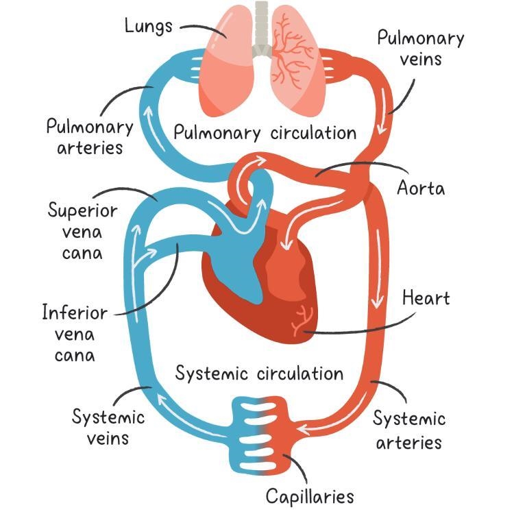 What does the circulatory system consists of?-example-1