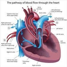 Give a brief explanation of what the heart and lungs do for the body.-example-1