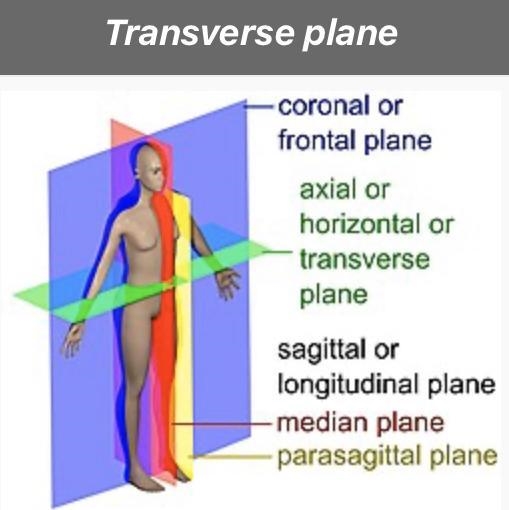 Transverse plane of the body-example-1