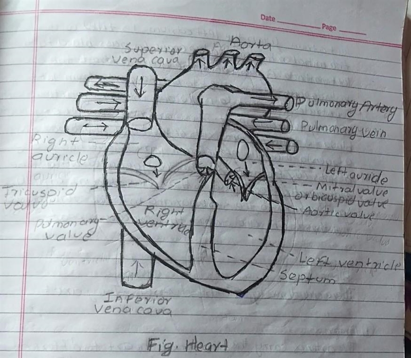 Can someone help me label this heart !! Please!!-example-1