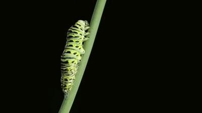 What caterpillar is this he is striped on the short way with black white and yellow-example-1