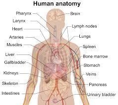 Give me all the parts of the human body you know. And if possible a picture to go-example-1