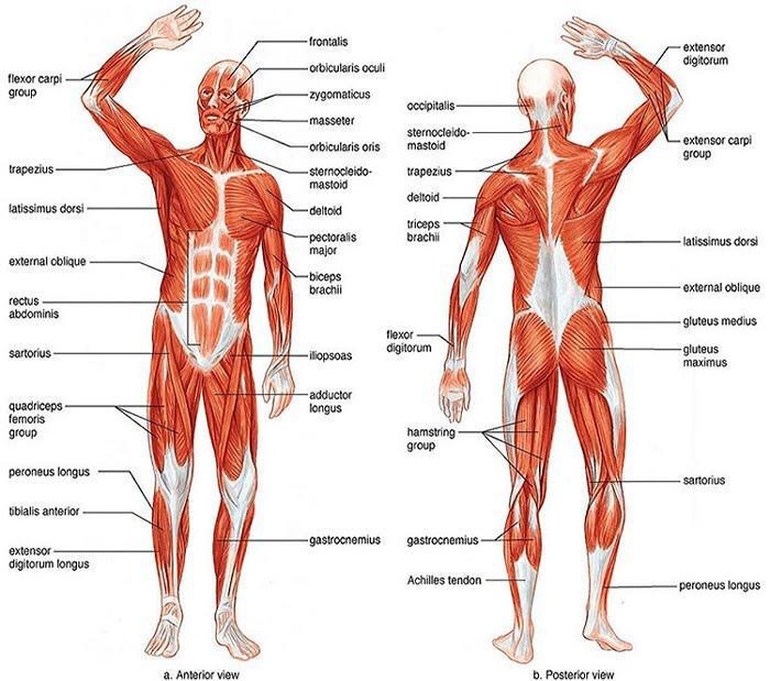 hi friends i need help can u plz label this diagram?? it’s the muscular system and-example-1