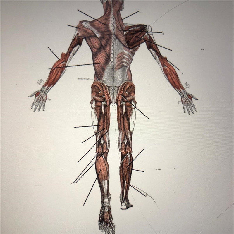 hi friends i need help can u plz label this diagram?? it’s the muscular system and-example-1