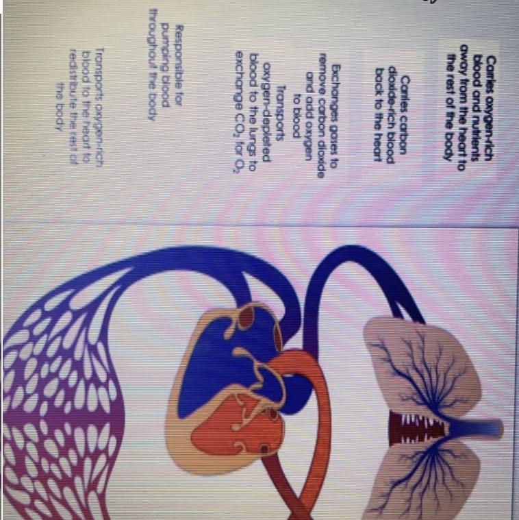 Directions: Place the labels in the correct place on the diagram to show how blood-example-1