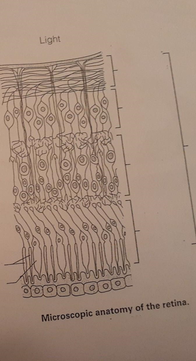 What are the parts of the retina.(microscopic)​-example-1