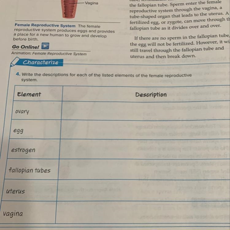 Write the descriptions for each of the listed elements of the female reproductive-example-1