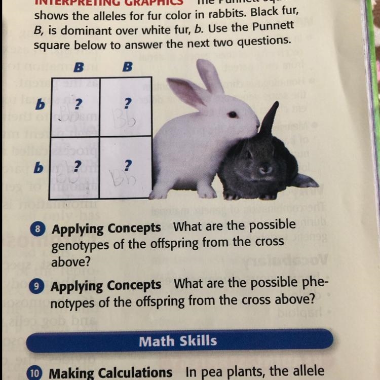 What are the possible genotypes of the offspring from across above?-example-1