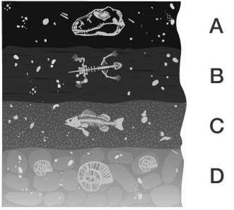 Examine the layers of rock. Identify and explain which layer contains the youngest-example-1