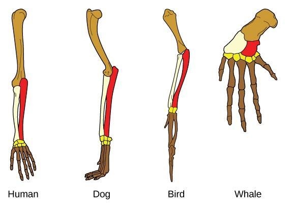 The illustration represents what concept? A. Natural Selection B. Homologous Structures-example-1