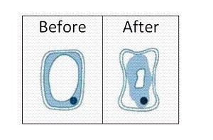 Plant cells undergo the change represented in the diagram below: This change is most-example-1