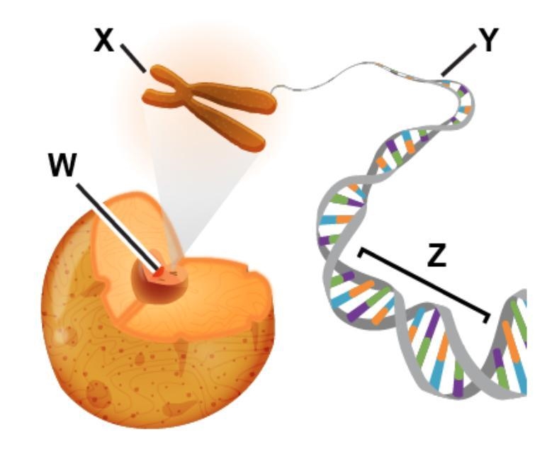 The diagram shows genetic structures. Which label best represents the area marked-example-1