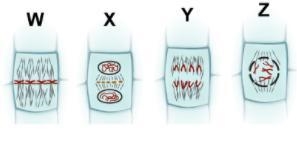 Examine the images of a plant cell in the different stages of mitosis. Which lists-example-1