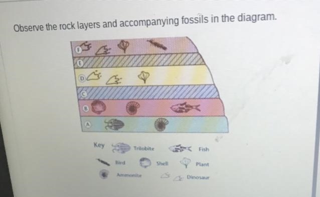 Which fossils are the oldest-example-1