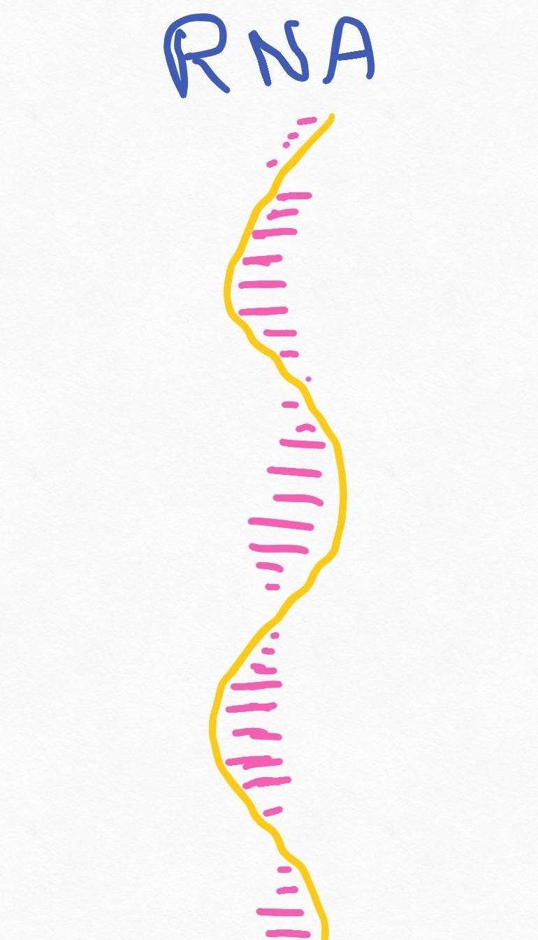 .What are the structural and functional differences between DNA and RNA?-example-1