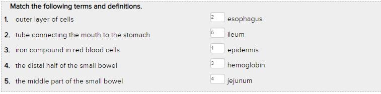 MATCH THE TERMS HELP FAST 1. outer layer of cells ileum 2. tube connecting the mouth-example-1