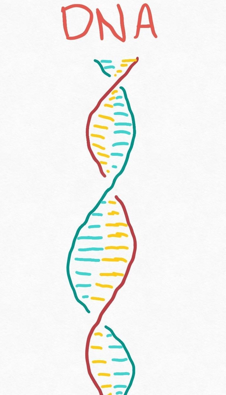 .What are the structural and functional differences between DNA and RNA?-example-2