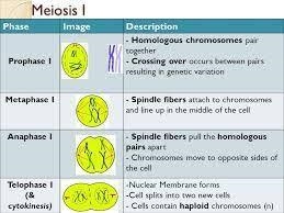 Which step of mitosis involves the spindle fibers pulling the chromosomes to opposite-example-1