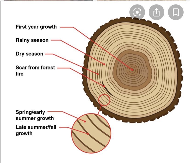 What can tree-ring dating tell archaeologists?​-example-1