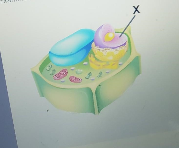 Examine the diaphragm of a cell. which organelle is marked with an X 1. cell membrane-example-1