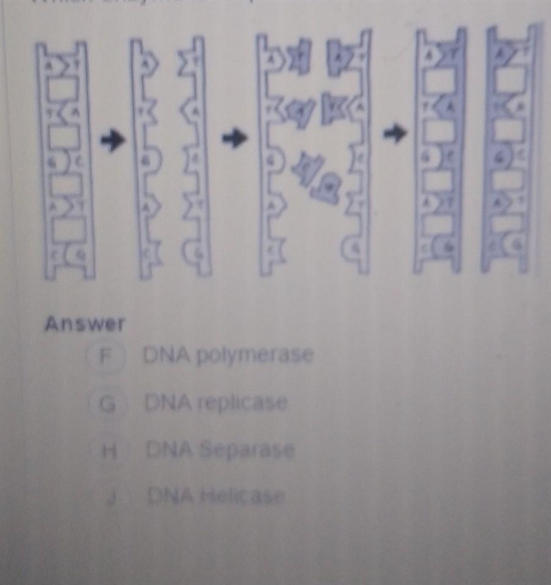 Question 6 Enzymes, which are specialized proteins, help perform the tasks of DNA-example-1